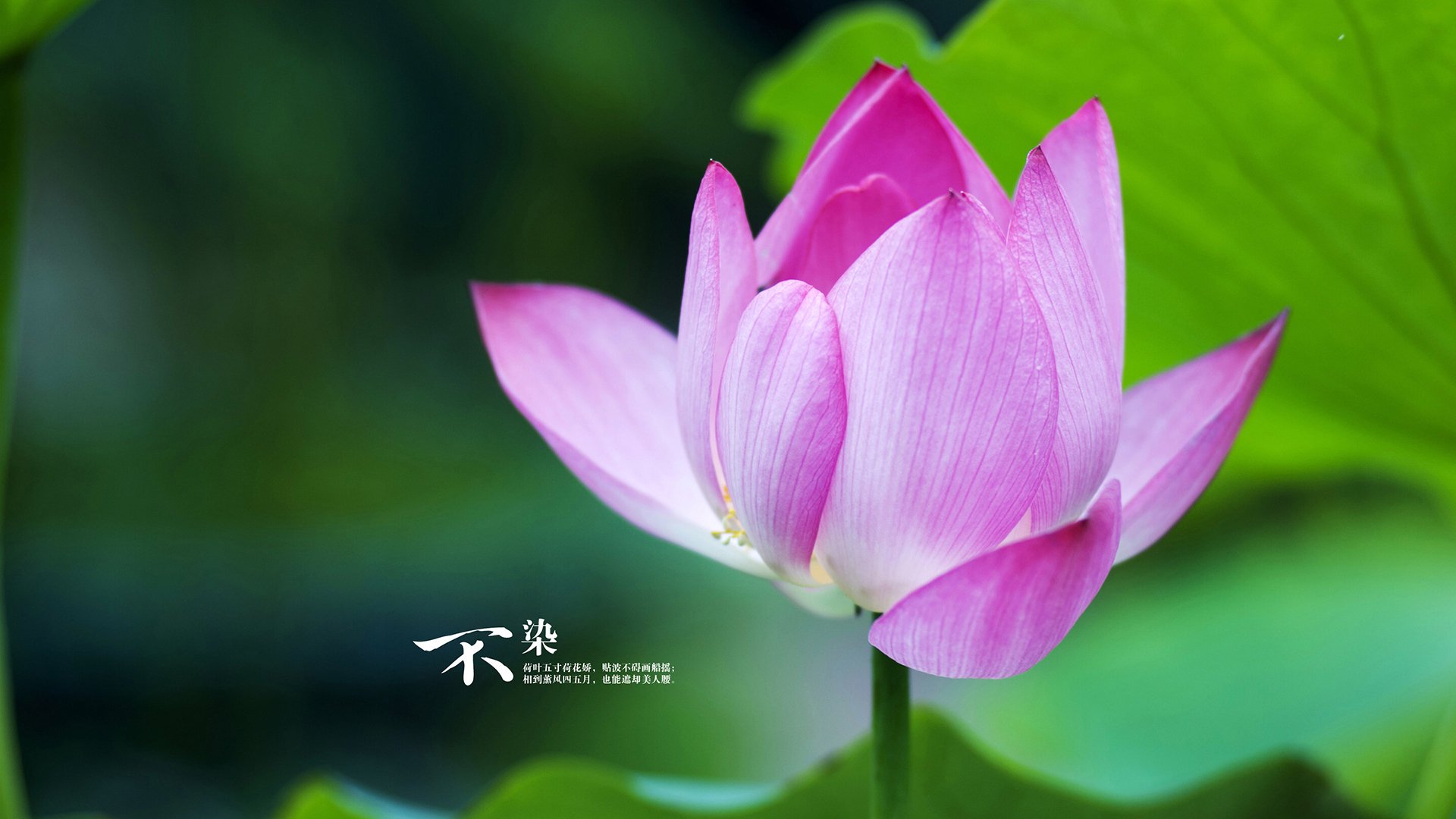 意甲VAR系统引入语义数据库增强判罚流程效率,意甲var使用规则